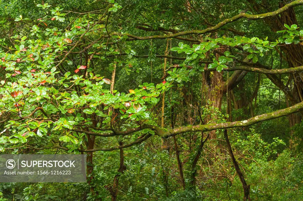 USA, Hawaii, Oahu  Tree branches with aerial roots and foliage beside the Manoa Falls trail