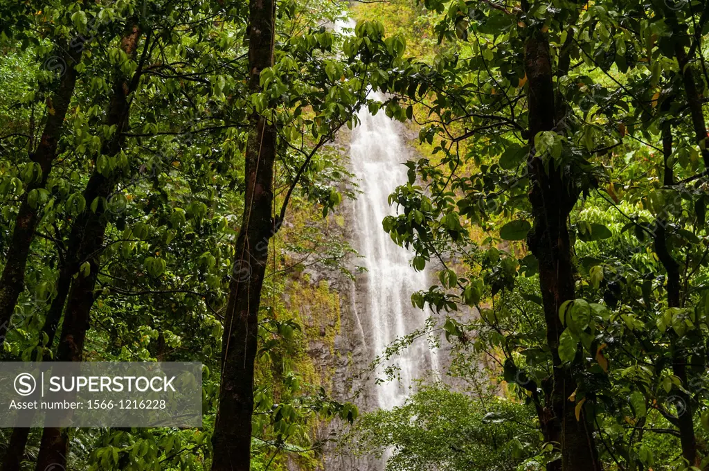 USA, Hawaii, Oahu  The 100 ft waterfall at the top of the Manoa Falls trail