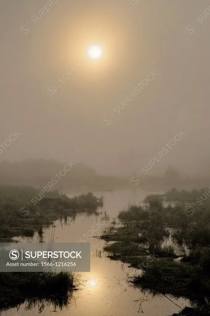 Dawn mists over a beaver pond, Greater Sudbury , Ontario, Canada