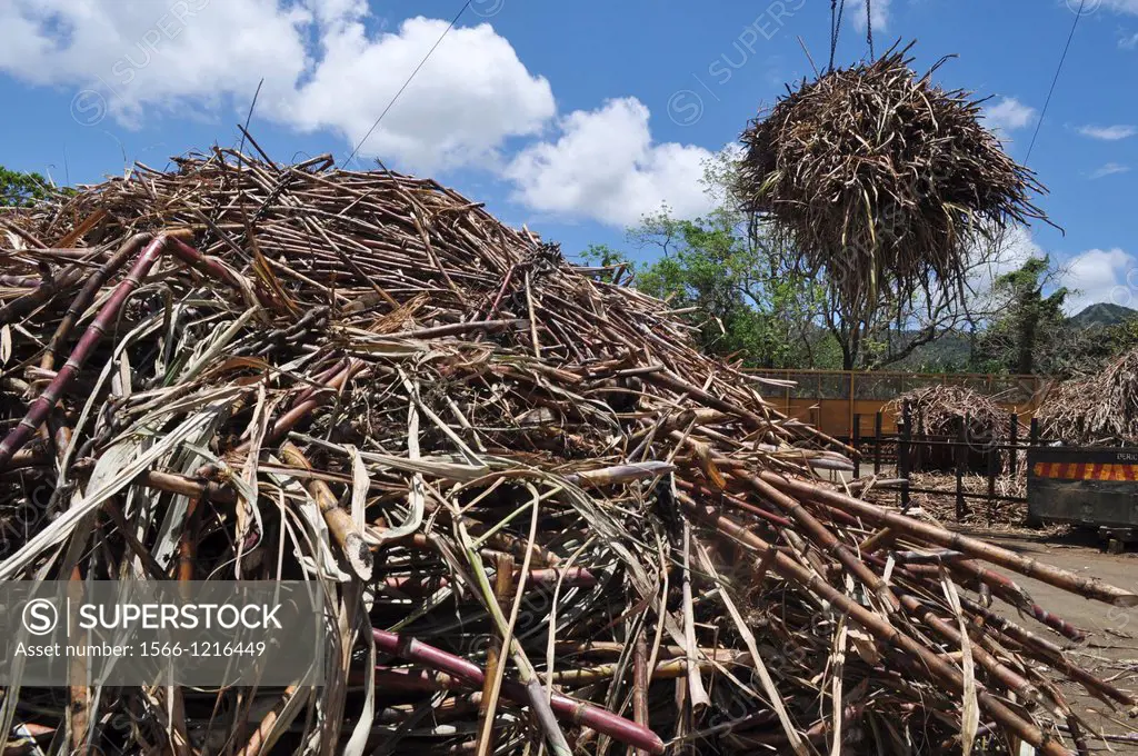 Mauritius, sugarcane at the Domaine de LEtoile natural reserve