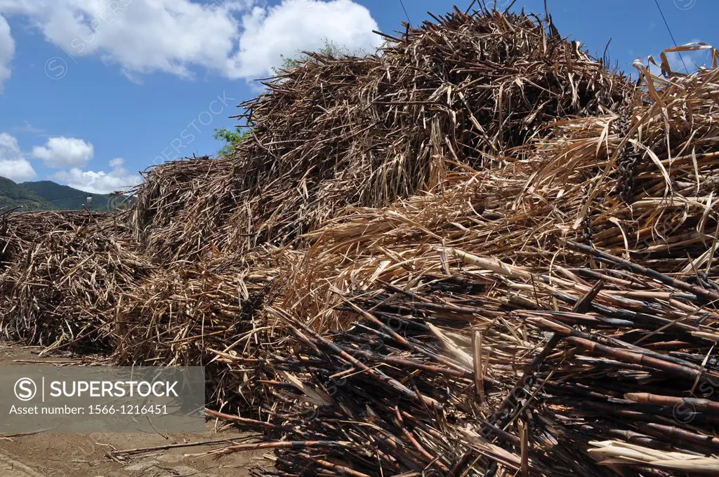 Mauritius, sugarcane at the Domaine de LEtoile natural reserve