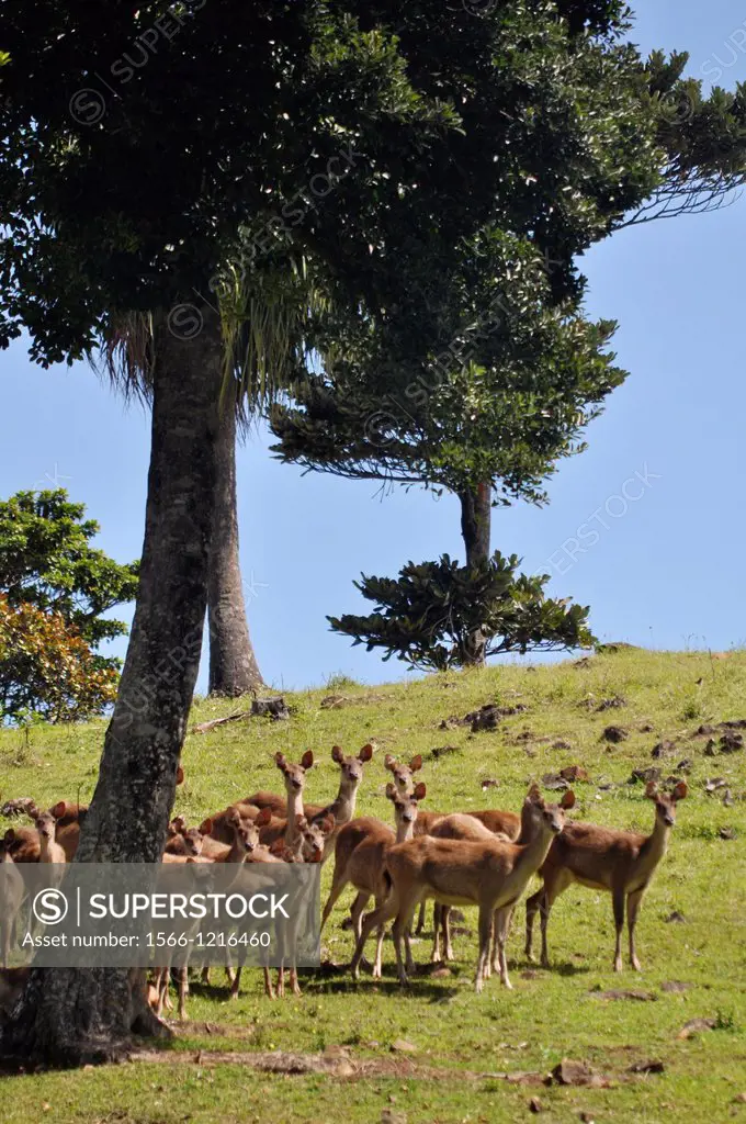 Mauritius, deers at the Domaine de LEtoile natural reserve