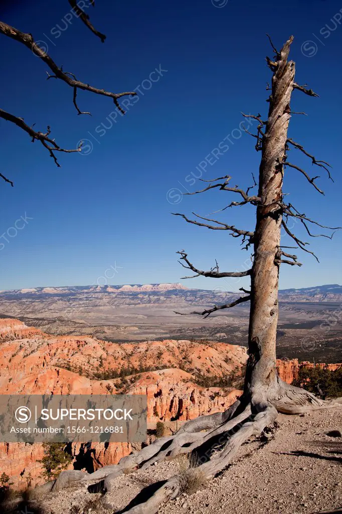 dead tree and colourful rock formations of Bryce Canyon National Park, United States of America, USA