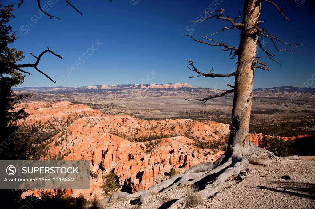 dead tree and colourful rock formations of Bryce Canyon National Park, United States of America, USA
