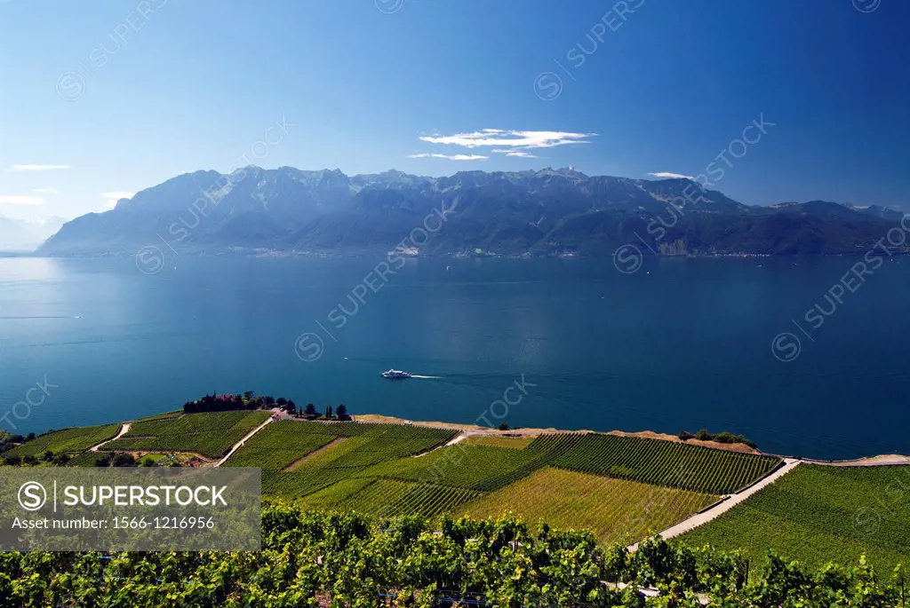 Landscape of Swiss Riviera, Vineyards in Lavaux - Unesco Heritage, canton Vaud, Geneva Lake, Lac Leman, Switzerland, view for Alps in the background, ...