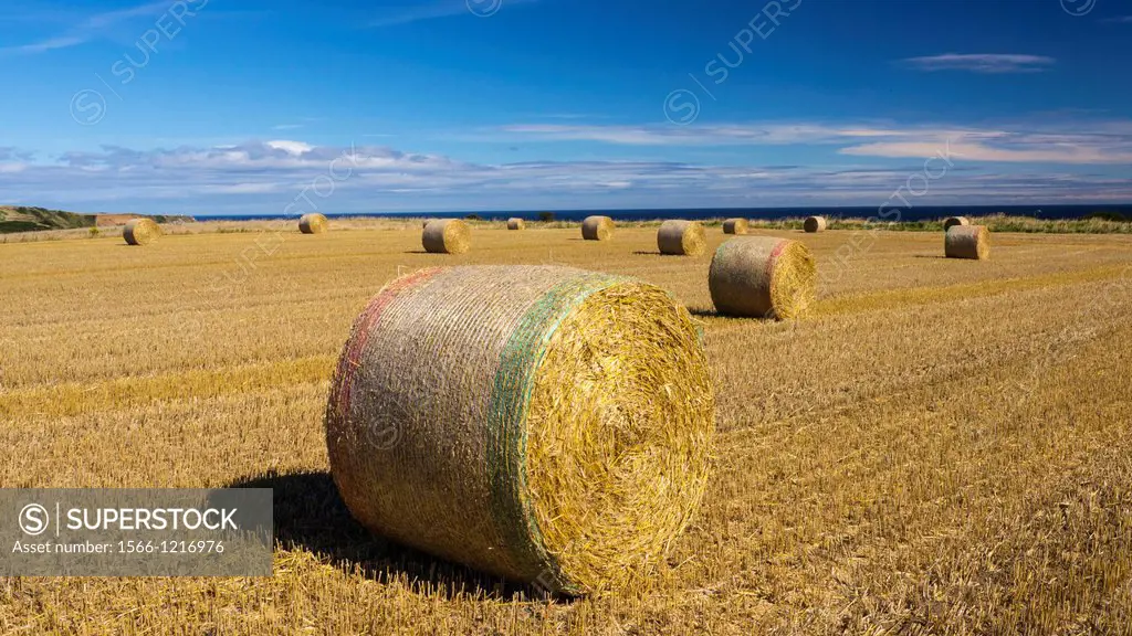 England, North Yorkshire, Scarborough  Hay bales in a field in North Yorkshire