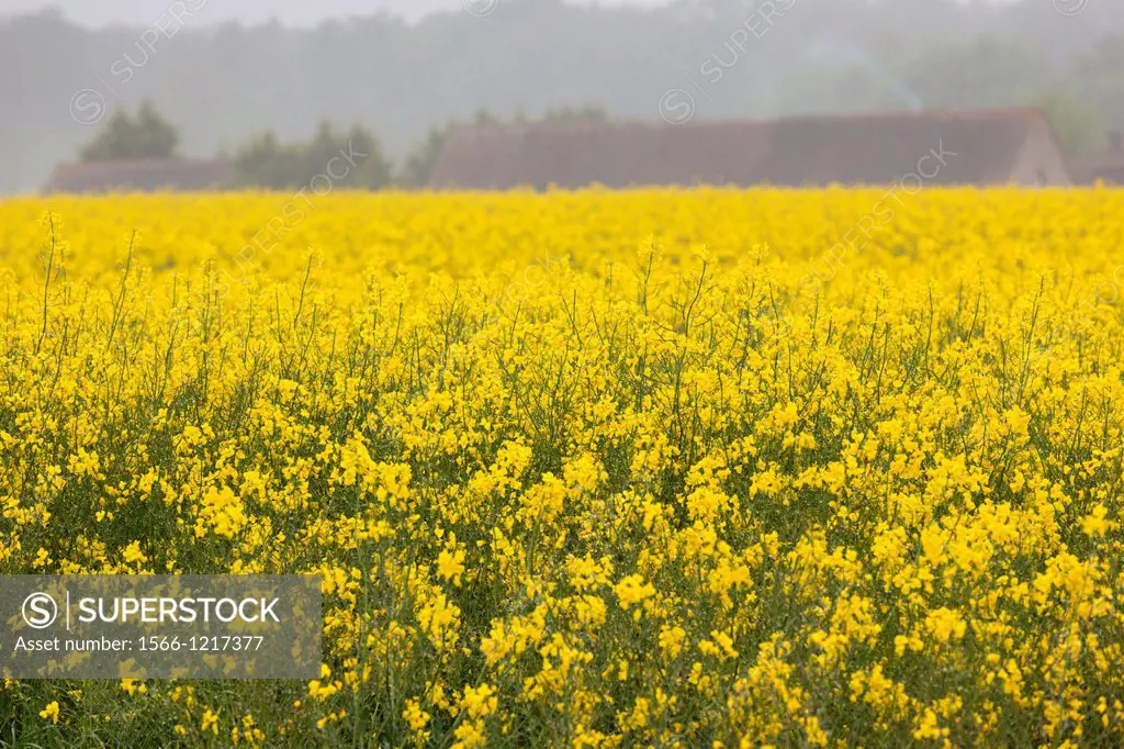 France, Normandy Region, Orne Department, Mortagne au Perche, rapeseed field in early summer