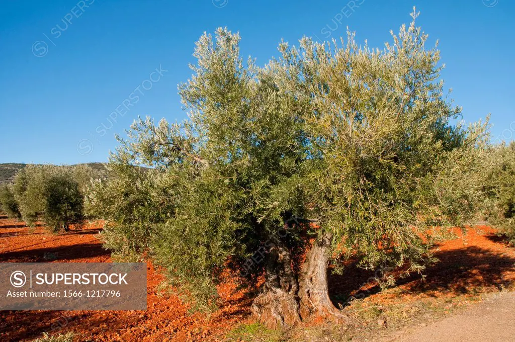 Olive tree and olive grove. Los Yebenes, Toledo province, Castilla La Mancha, Spain.