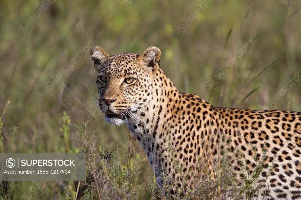 Leopard Panthera pardus in savannah, Serengeti National Park, Tanzania