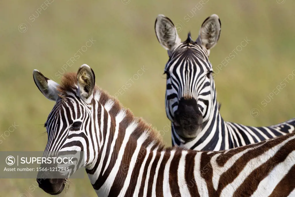 Plains Zebras Equus quagga in savannah, Serengeti National Park, Tanzania