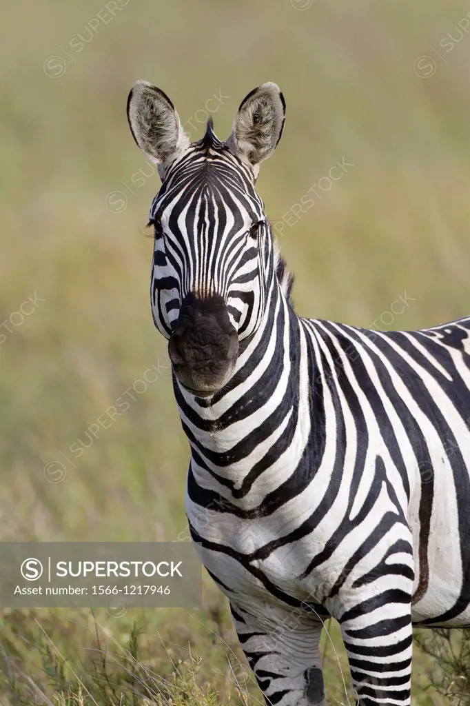 Plains Zebra Equus quagga in savannah, Serengeti National Park, Tanzania