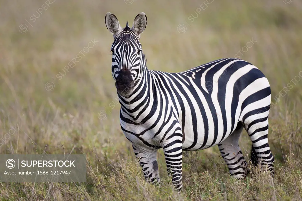 Plains Zebra Equus quagga in savannah, Serengeti National Park, Tanzania