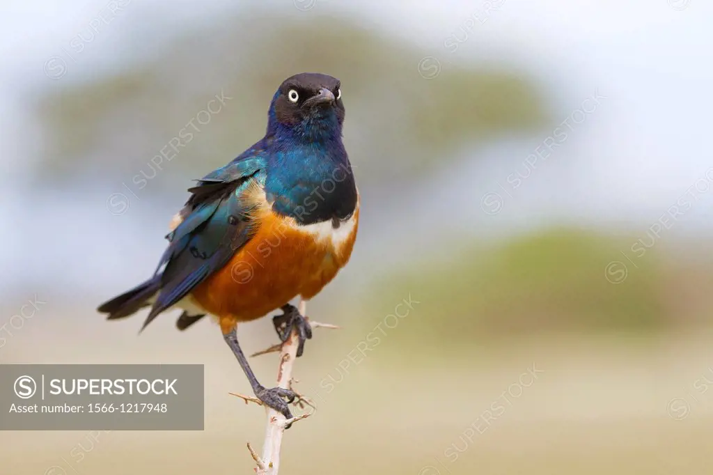 Superb Starling Lamprotornis superbus sitting on twig, Serengeti National Park, Tanzania