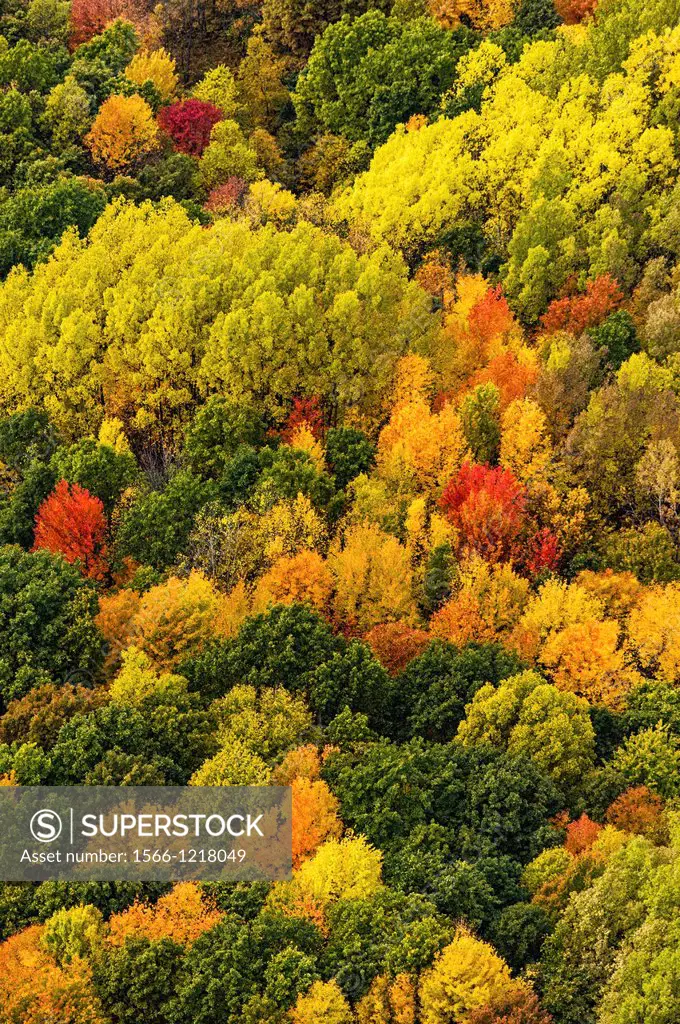 Aerial view of brilliant fall color on the Huron-Manistee National Forest in Michigan, USA