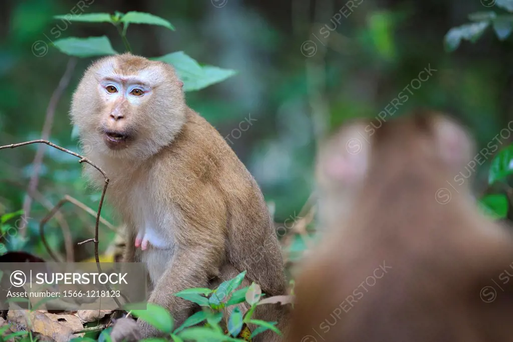 Female Northern Pig-tailed Macaque Macaca leonina  Khao Yai National Park  Thailand