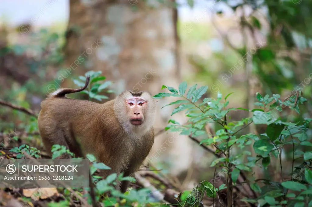 Northern Pig-tailed Macaque Macaca leonina on habitat  Khao Yai National Park  Thailand