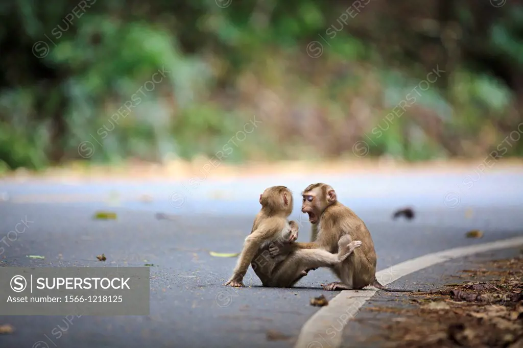 Two young Northern Pig-tailed Macaque Macaca leonina playing on the road  Khao Yai National Park  Thailand
