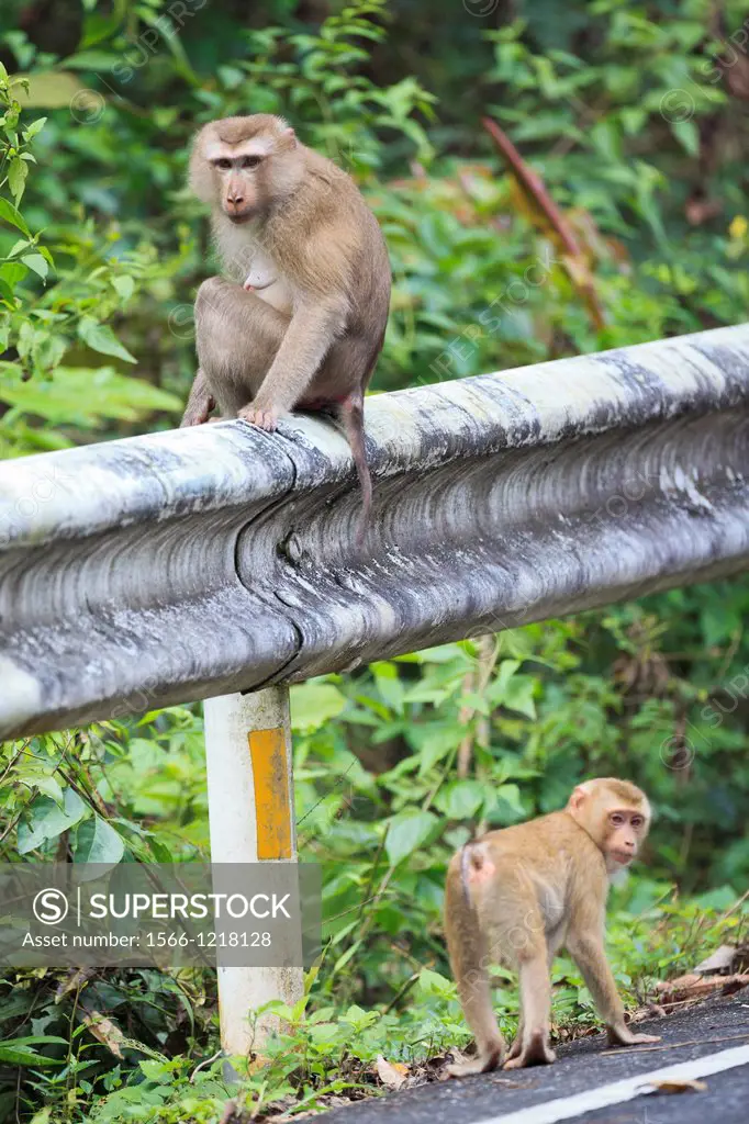 Two Northern Pig-tailed Macaque Macaca leonina on the roadside  Khao Yai National Park  Thailand