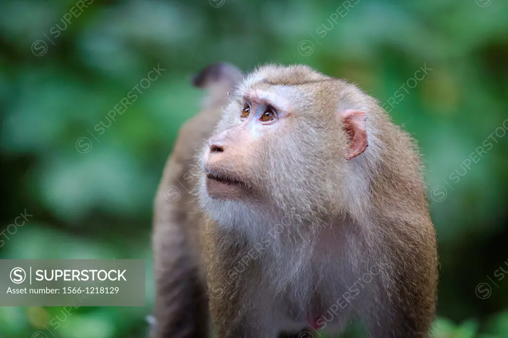 Female Northern Pig-tailed Macaque Macaca leonina  Khao Yai National Park  Thailand
