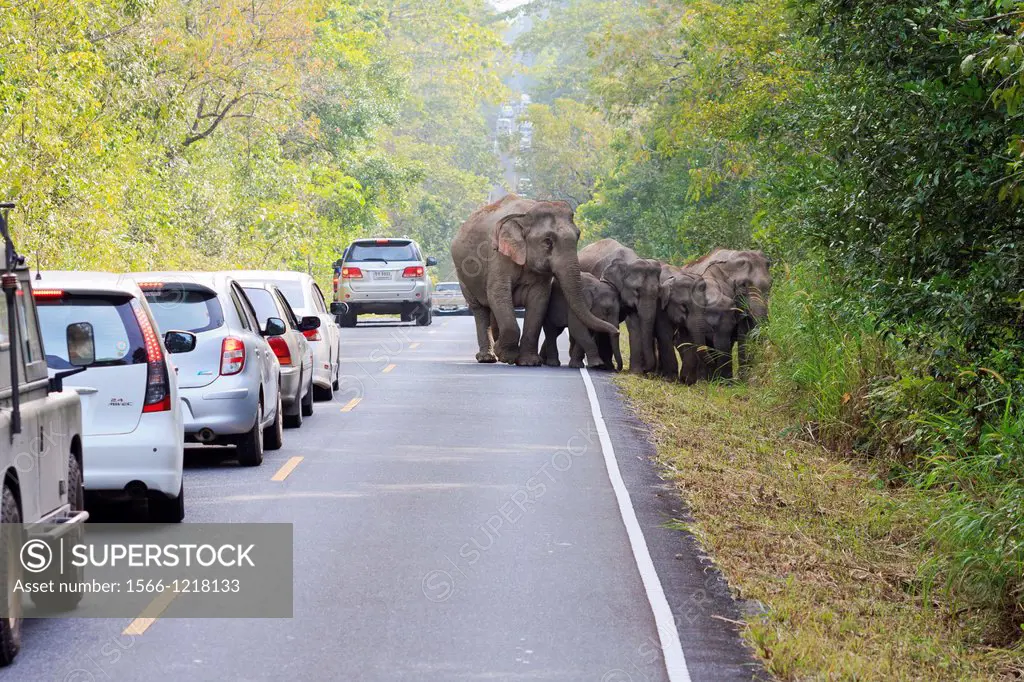 Herd of Asian Elephant Elephas maximus walking along road full of vehicles  Khao Yai National Park  Thailand