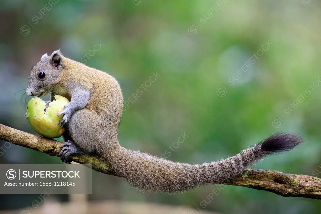 Gray-bellied Squirrel Callosciurus caniceps feeding fruits in the forest  Kaeng Krachan National Park  Thailand