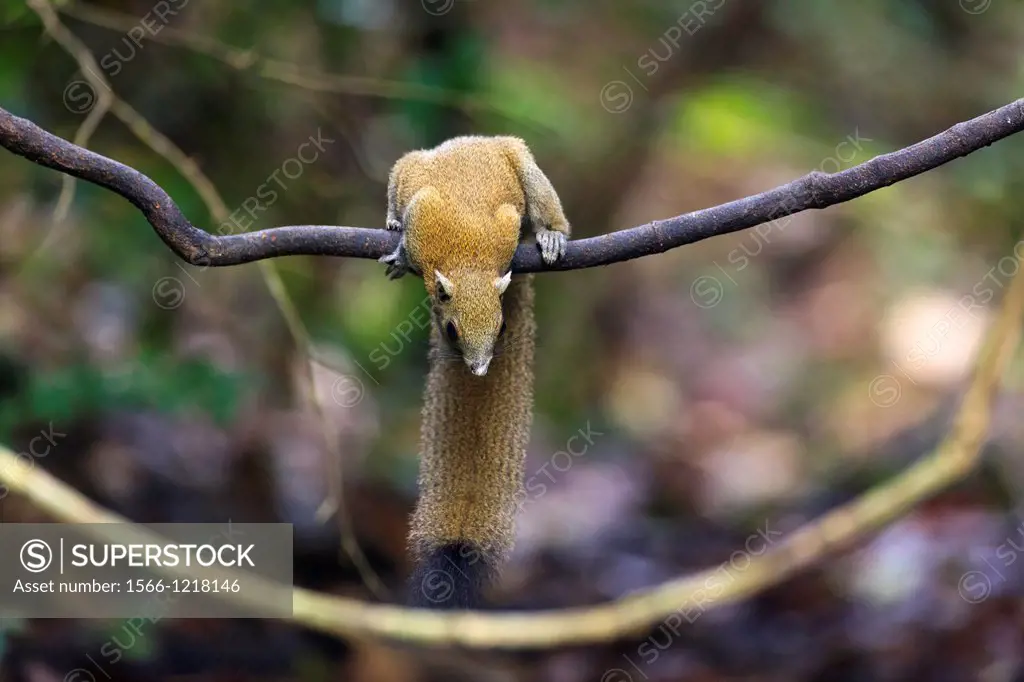 Gray-bellied Squirrel Callosciurus caniceps perched on branch  Kaeng Krachan National Park  Thailand