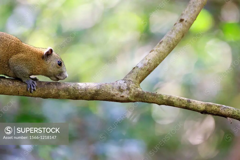 Gray-bellied Squirrel Callosciurus caniceps resting on branch  Kaeng Krachan National Park  Thailand