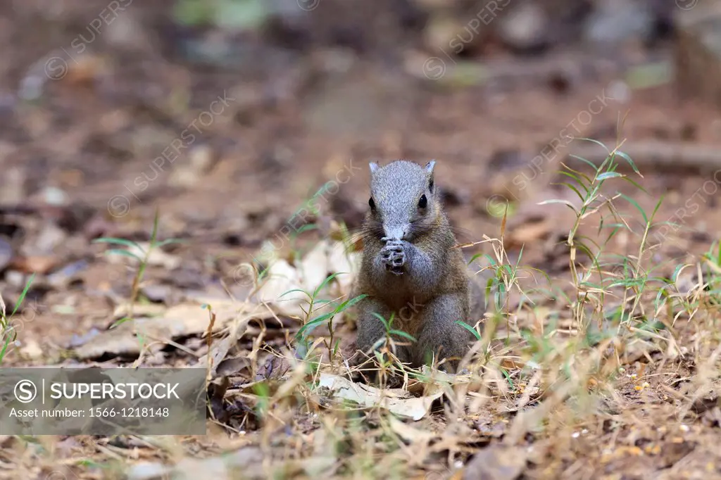 Gray-bellied Squirrel Callosciurus caniceps on the forest floor  Kaeng Krachan National Park  Thailand