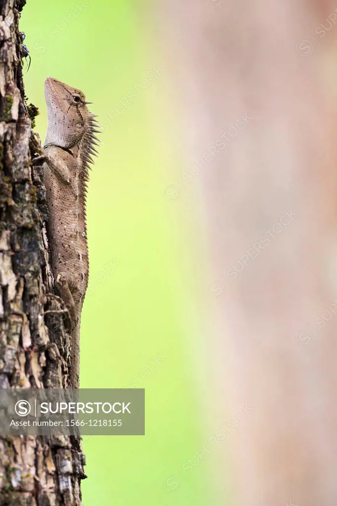Forest Crested Lizard Calotes emma emma on a trunk  Kaeng Krachan National Park  Thailand