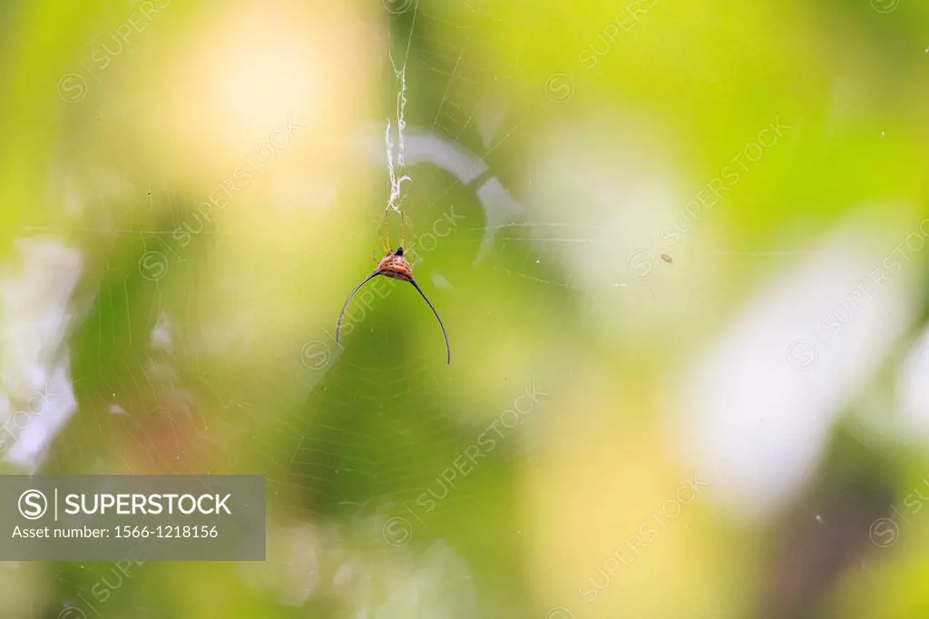 Spiny-backed orb-weaver spider Gasteracantha arcuata on web  Khao Yai National Park  Thailand