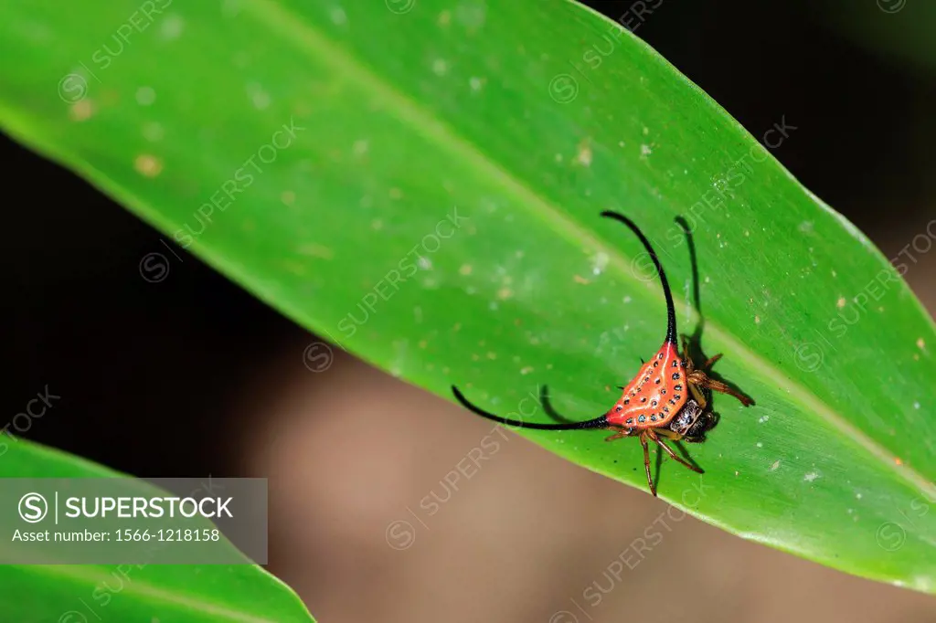Spiny-backed orb-weaver spider Gasteracantha arcuata on a leaf  Khao Yai National Park  Thailand