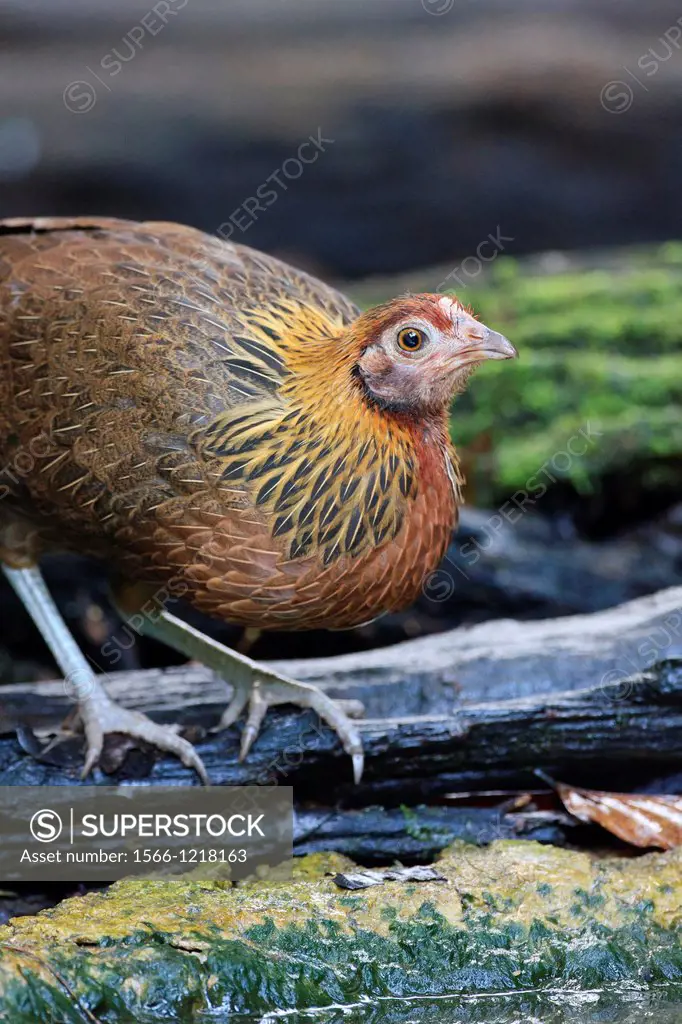 Female Red Junglefowl Gallus gallus drinking in a forest pool  Kaeng Krachan National Park  Thailand