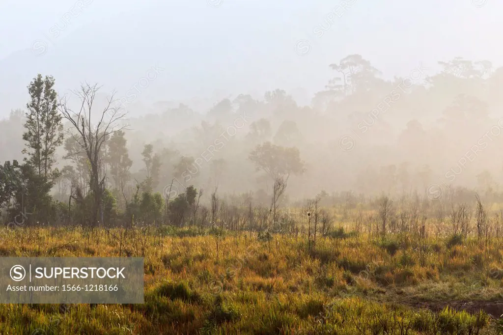 Rainforest in the morning mist  Khao Yai National Park  Thailand