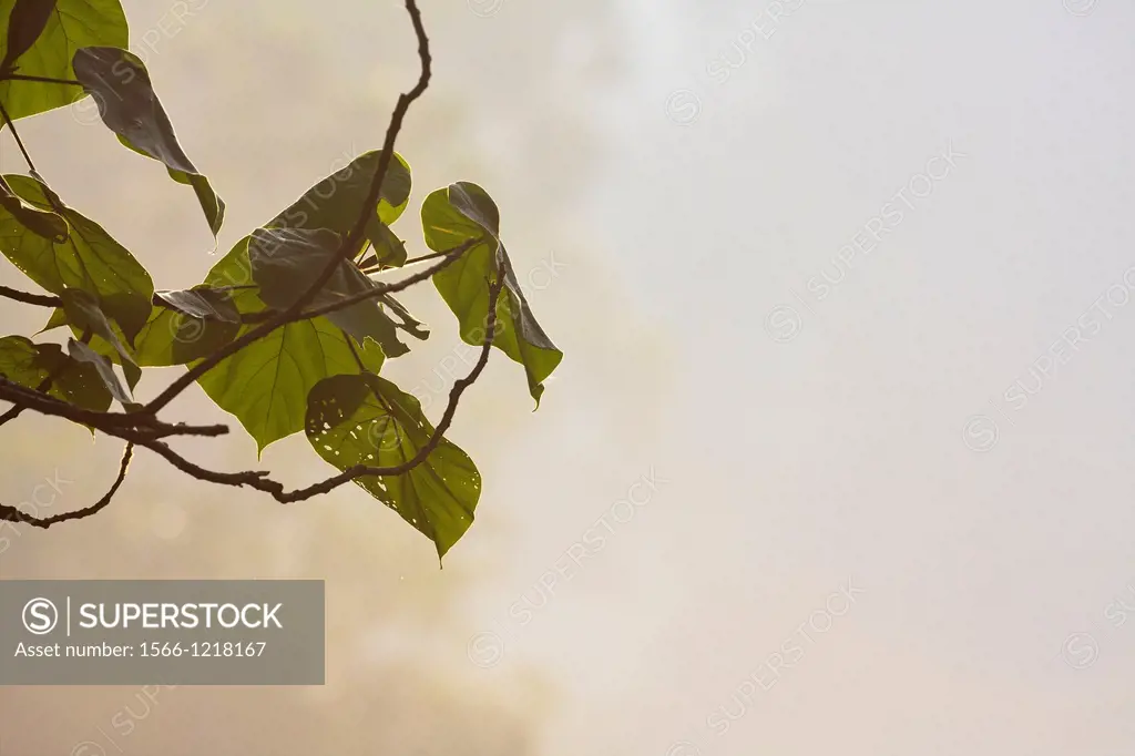Leaves backlit at dawn with foggy background  Khao Yai National Park  Thailand