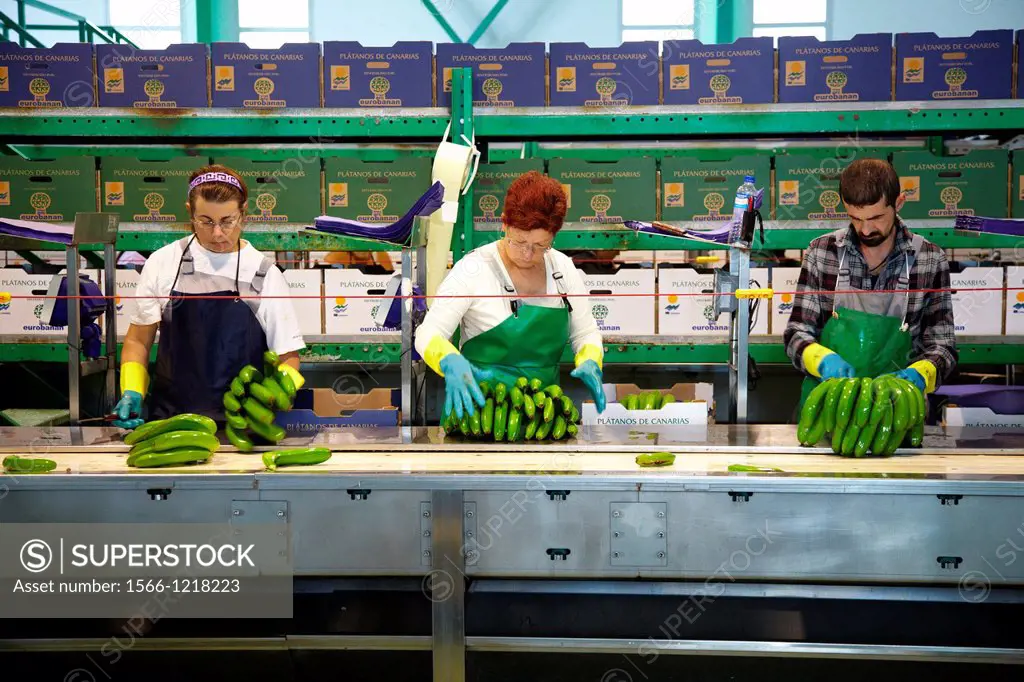 Handling and packaging of bananas, San Andres y Sauces, La Palma, Canary Island, Spain.
