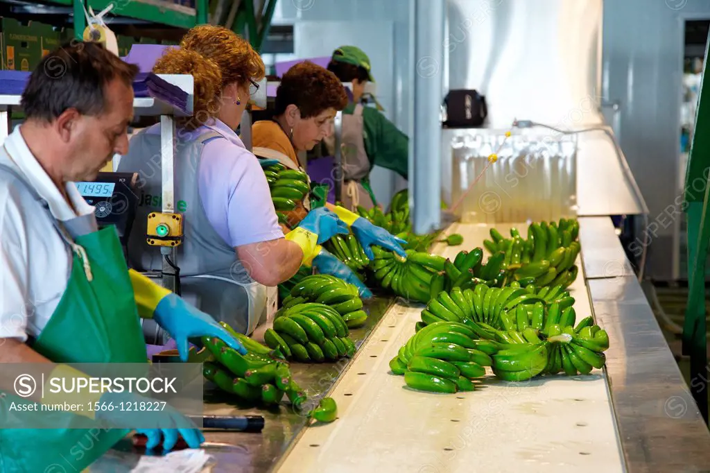 Handling and packaging of bananas, San Andres y Sauces, La Palma, Canary Island, Spain.