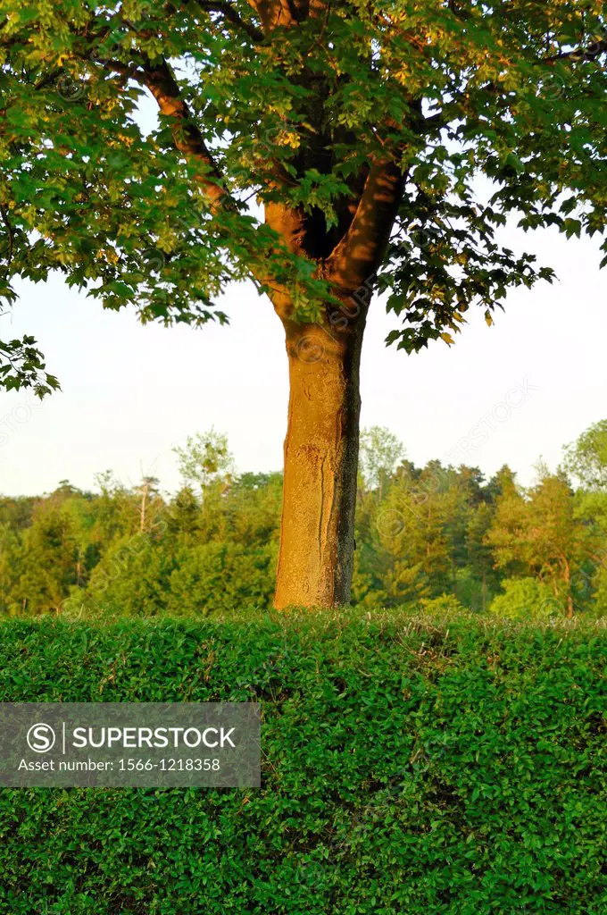 Lingusta hedge and tree, Niedersachsen, Germany, Dörnten.