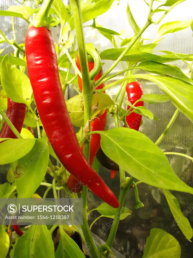 red chili peppers in a greenhouse.