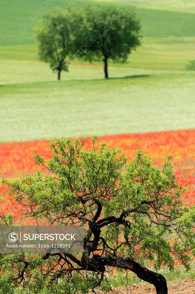 Almond Tree Prunus dulcis in front of an exceptional Wheat field covered by Red Poppies Papaver rhoeas in Spring, spain