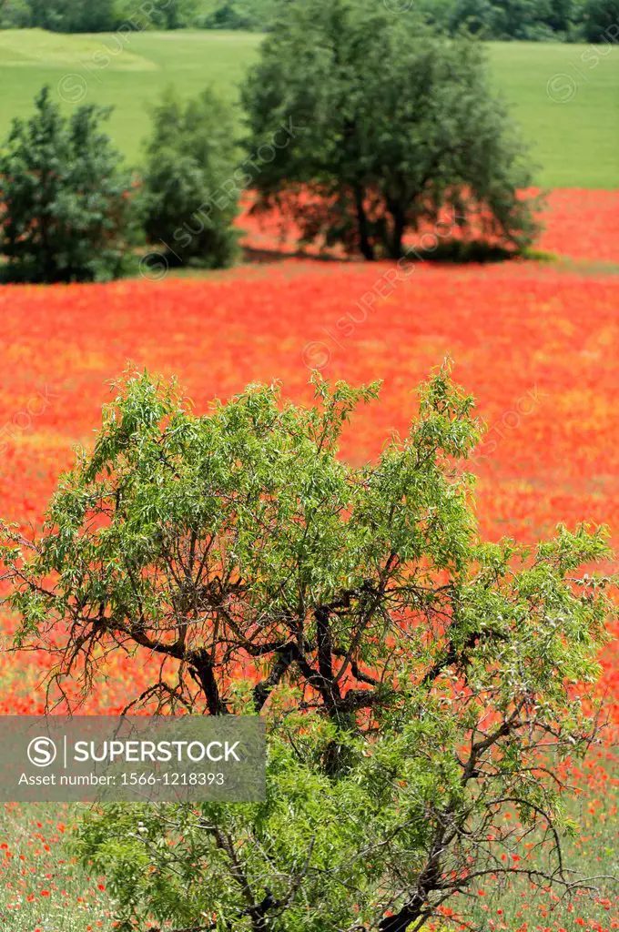 Almond Tree Prunus dulcis in front of an exceptional Wheat field covered by Red Poppies Papaver rhoeas in Spring, spain