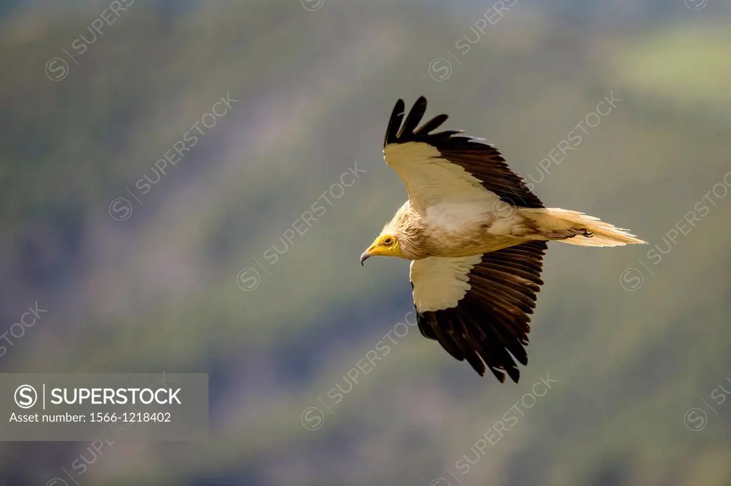 Single Egyptian vulture Neophron percnopterus in flight looking for carrion, Spain