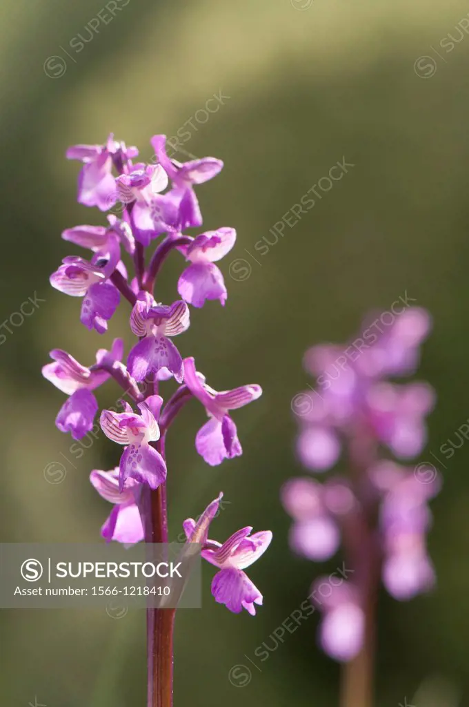 Orchid Orchis morio flowers, Spain