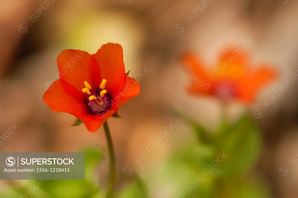 Scarlet Pimpernel flowers Anagallis arvensis, Spain