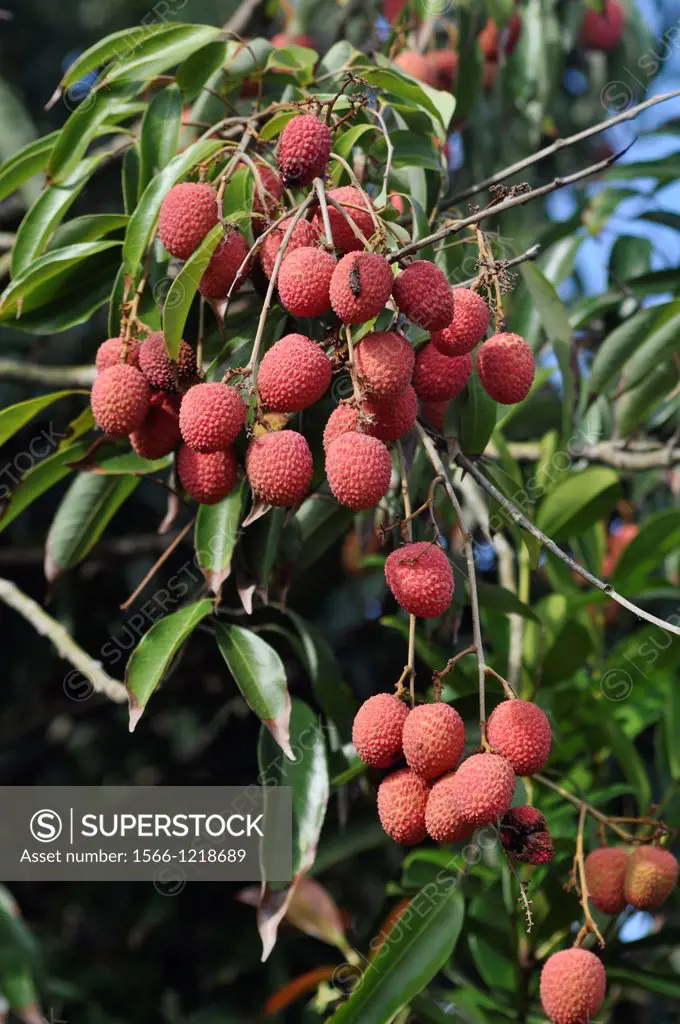Mauritius, lychees on a tree