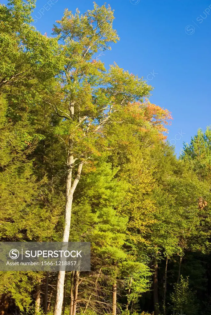 Forest, Bigelow Hollow State Park, Connecticut