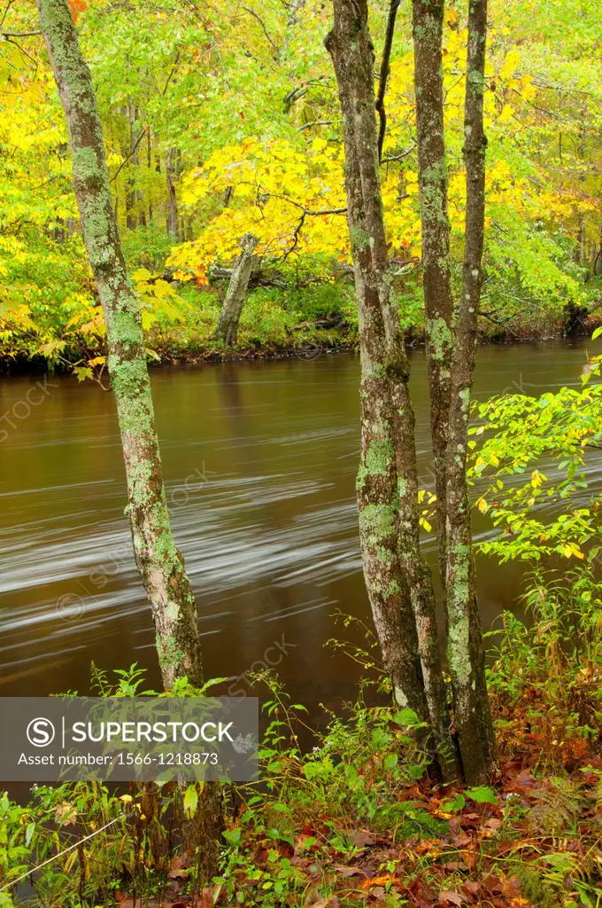 Fenton River along Nipmuck Trail, Mansfield Hollow Wildlife Area, Connecticut