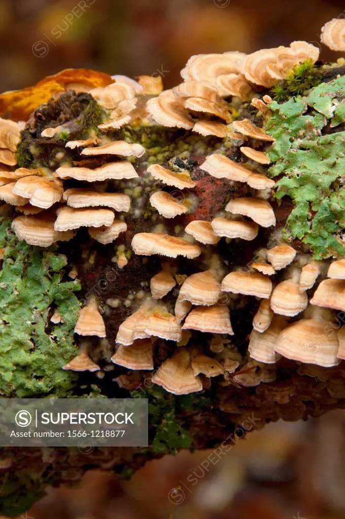 Fungi along Nipmuck Trail, Mansfield Hollow Wildlife Area, Connecticut
