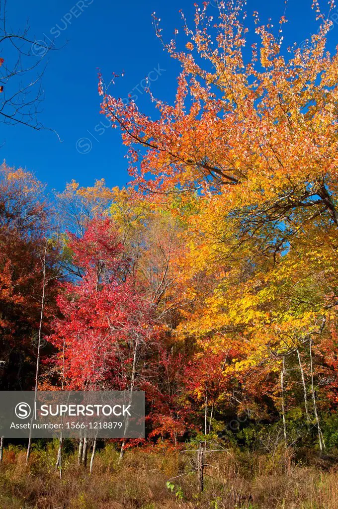 Autumn forest, Yale Forest, Connecticut
