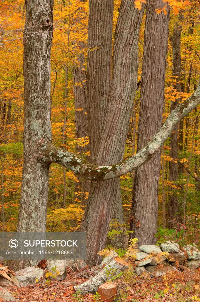 Hardwood forest, Nathan Hale Homestead, Connecticut