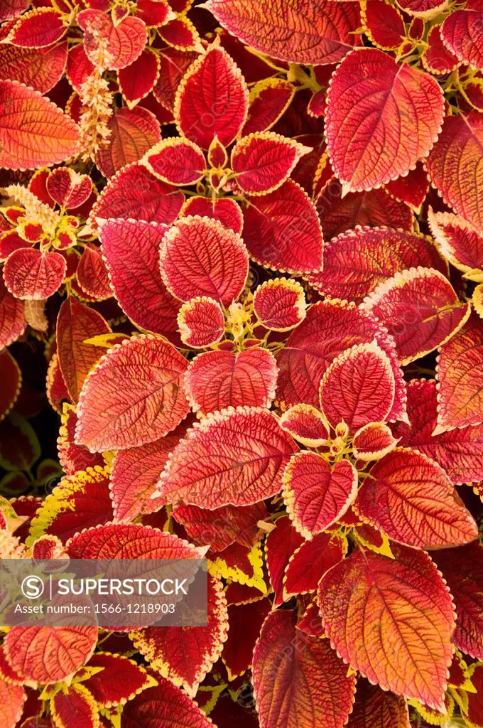 Coleus landscaping, Stanley Quarter Park, New Britain, Connecticut